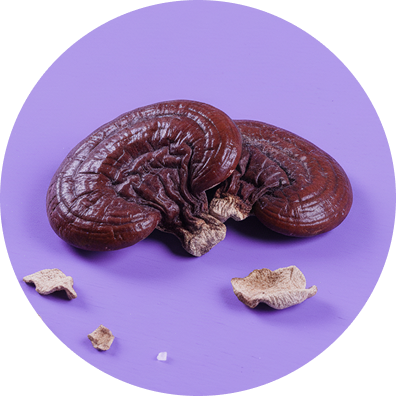 Top view of reishi mushrooms showing glossy reddish-brown caps and small broken pieces on a purple circular background